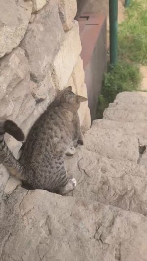 ставьте лайки и смотрите