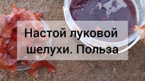 Подкормка настоем луковой шелухи. 16 июня 2026