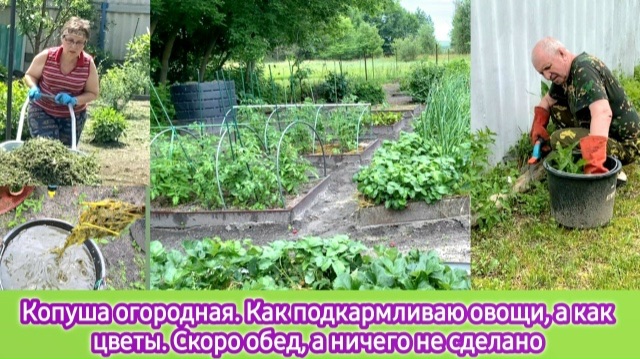 Копуша огородная. Как подкармливаю овощи, а как цветы. Скоро обед, а ничего не сделано смотреть онлайн