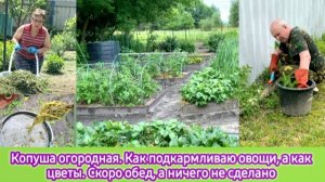 Копуша огородная.  Как подкармливаю овощи, а как цветы. Скоро обед, а ничего не сделано