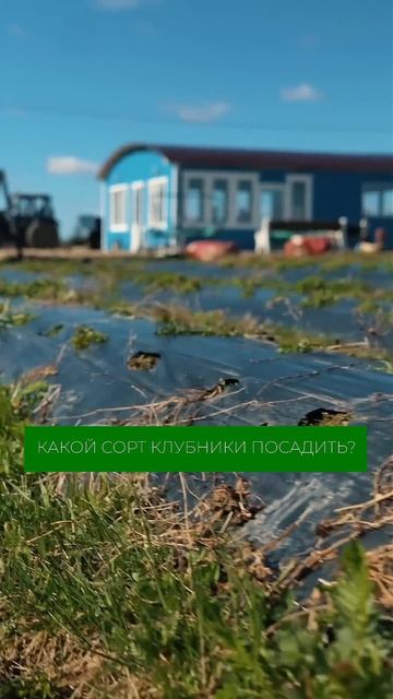 Какой сорт клубники посадить? Подробности в полном выпуске на канале! #клубника #огород #сад