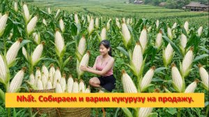 Nhất. Собираем и варим кукурузу на продажу.
