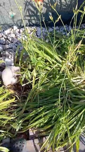 коты