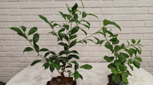 Дефолиация  фикусов 19-06-2026