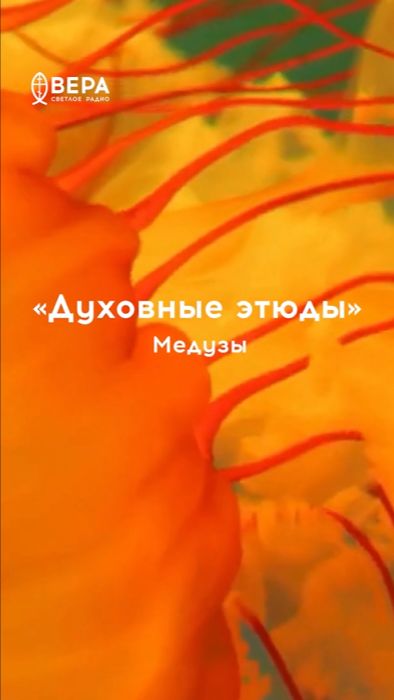 Медузы красивы, но обжигают