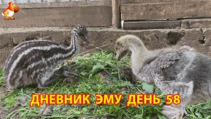 Дневник страусят Эму день 58