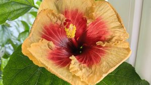Что цветет на балконе в июне 26г 🌸☘️🌸☘️