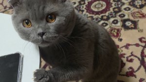 Немного кошачьей нежности в ленту. Как Мейсон покорил наше сердце 🐱