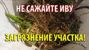 НЕ САЖАЙТЕ ИВУ НА УЧАСТКЕ