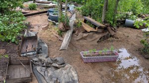 Уборка на огороде после стихии.