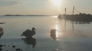 Утиный рассвет на озере Водлозеро.