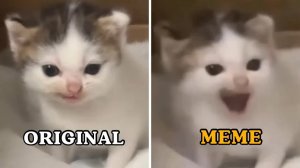 ОРИГИНАЛ ПРОТИВ МЕМА КОШАЧЬИ МЕМЫ КАТ МЕМЫ 😹 КОТИКИ МЯУ МЯУ МЯУ МУР МУР МУР ПУК ПУК ПУК