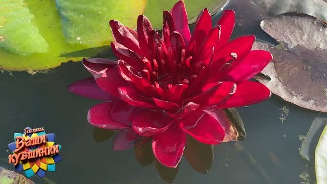 Нимфея Carmen (Кармен) кувшинка, waterlily, водные растения, пруд