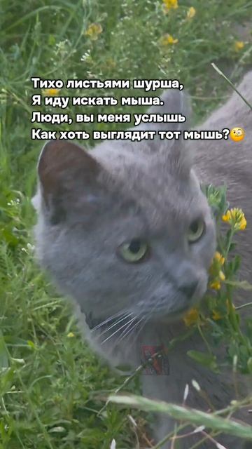А ваши знают что такое МЫШЬ?! 🙀🫶🤯
