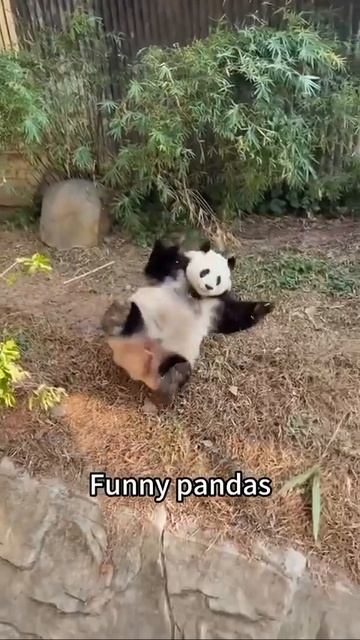 🐼😁