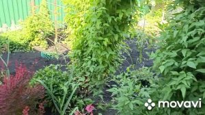 Аромат Саше понравился.Жарю рыбу