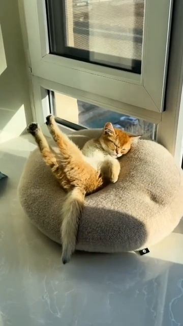 Котик и потягушки
