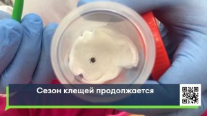 Сезон клещей продолжается