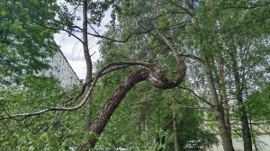 Необычная берёза и слово к подписчикам (если есть возможность,то со звуком)