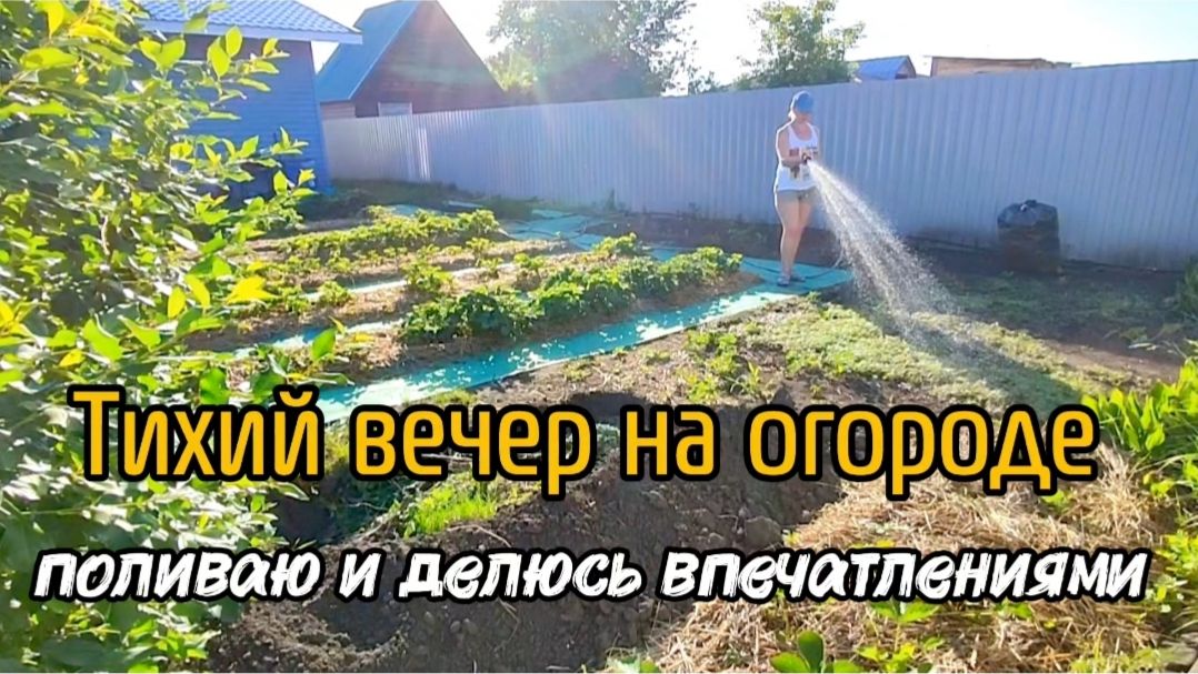 Тихий вечер на огороде. Поливаю и делюсь впечатлениями.