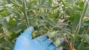 Сибирь. Обзор теплицы 🍅✓1.