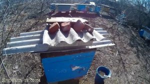 пчела берет кукурузную муку весной