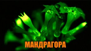 РИТУАЛ  ОТ КАРМИЧЕСКИХ УЗЛОВ!