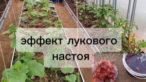 Результат подкормки луковым настоем через 3 дня. Я удивлена 😁