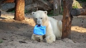 Медвежонок Стрелка соскучилась по игрушкам и теперь показывает любимые трюки с канистрой.