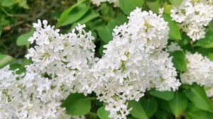 Как цветёт белая сирень
