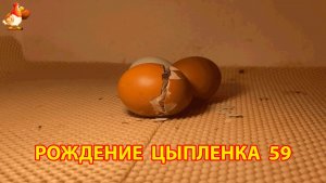 Вылупление цыпленка из яйца в инкубаторе версия 59