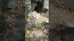Тырганский парк. Прокопьевск.