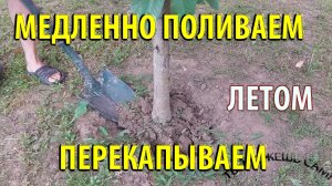 Летний полив Деревьев. Делаем перекопку а потом медленно поливаем