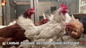 Цыплята и Курочки селяночки лучшие беспородные несушки 🥚 (488)