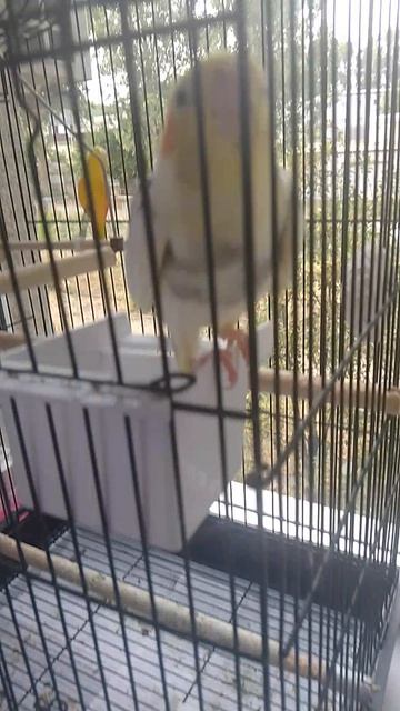 мой попугай🦜 Гриша