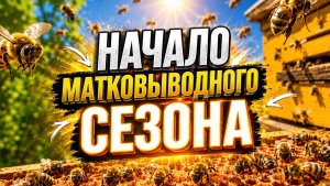 Начало матковыводного сезона