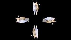 Котенок
