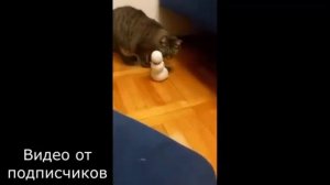 смешные коты