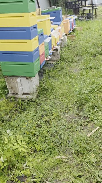 19 июня, Подмосковье,  медосбор пошёл.