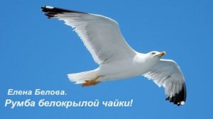 Румба белокрылой чайки! Стихи, аудио Елены Беловой. Видео Александра Задорожного.