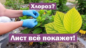 ХЛОРОЗ на метельчатой гортензии: как распознать и ЧТО ДЕЛАТЬ?