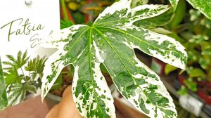 🌿🪻ЦВЕТОЧНЫЙ РАЙ в БАУЦЕНТРЕ🌿🪻(2 часть)июнь 2026