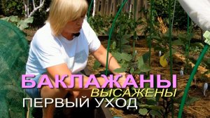 🍆Первый уход за БАКЛАЖАНАМИ в открытом грунте.