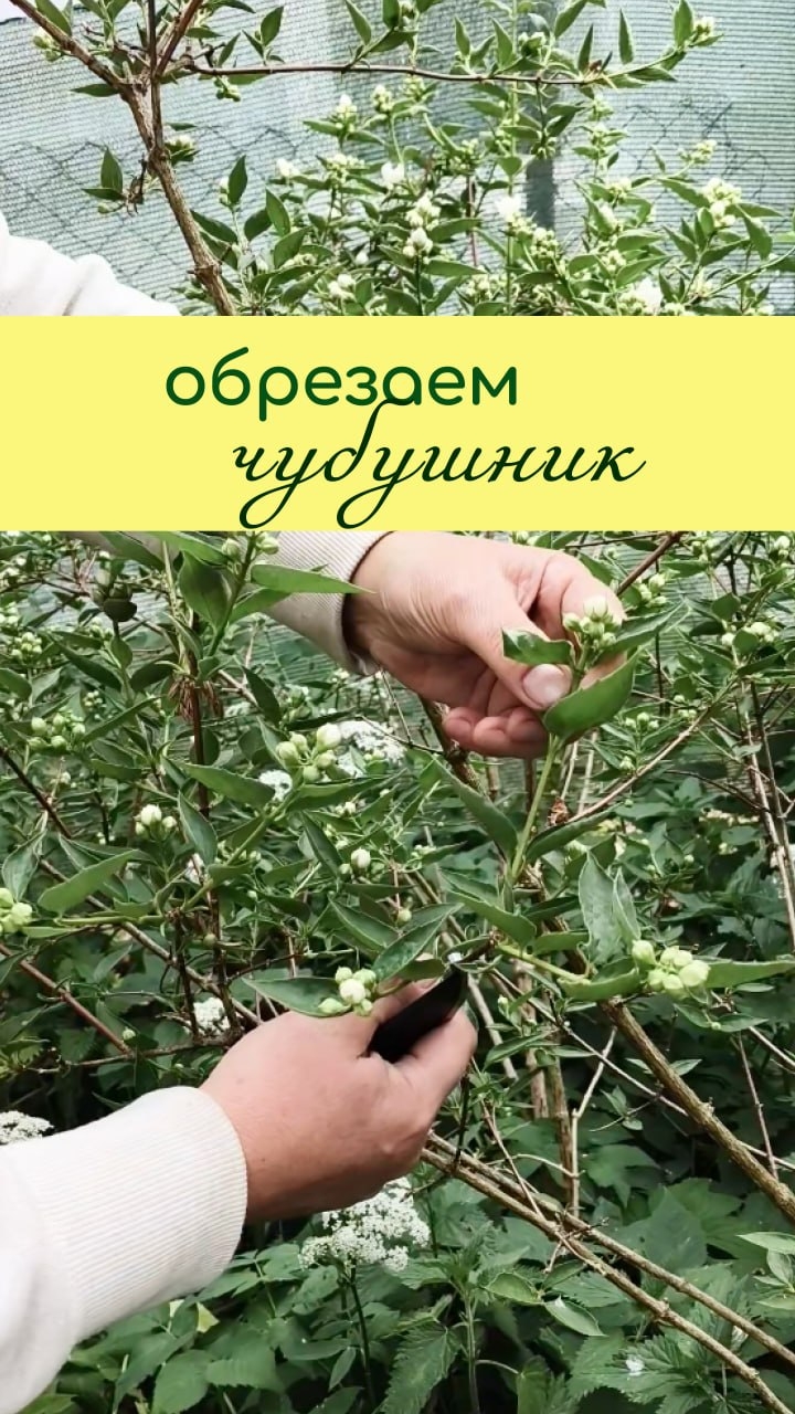 Обрезаем ЧУБУШНИК