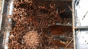Семья просто хотела проверить счётчик воды и наткнулись на нечто ужасное