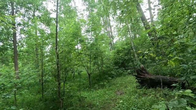 прогулка по лесу серия 14