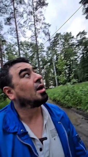 Сколько живут сосны?