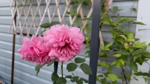 Прогулка по горшечному садику с розами 💐19 июня 26г🌿