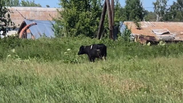 я прямо недовольная по утятам/ протяпала всю тыкву/ смотреть онлайн