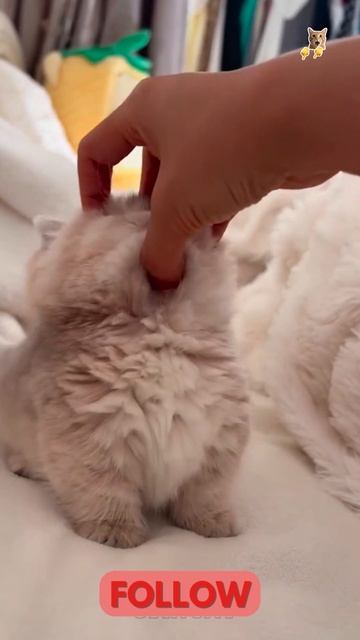 Кот и мятный шарик!😻Веселые котики. Коты хулиганы! Невероятные трюки! #хулиган #трюк #смех #short